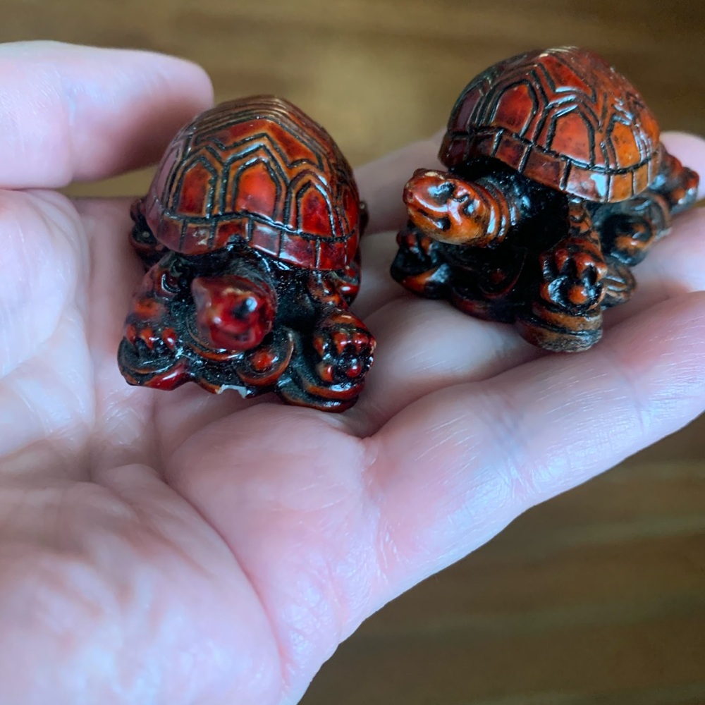 Red turtles 🐢 - Picture 4 of 5